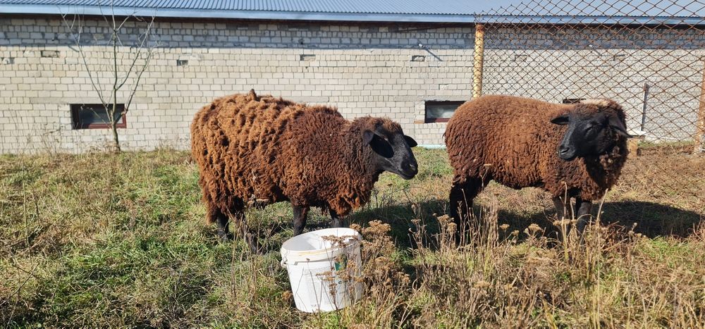 Продам Вівці асканійські.
