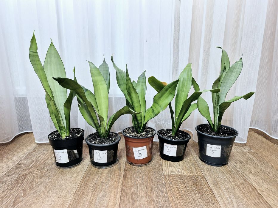 Сансенв'єрія Сильвер Мун Муншайн Сильвер паррот принцесс сансевієрія