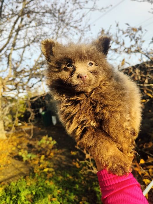 Помапу два хлопчики і дівчинка шоколад ліловий