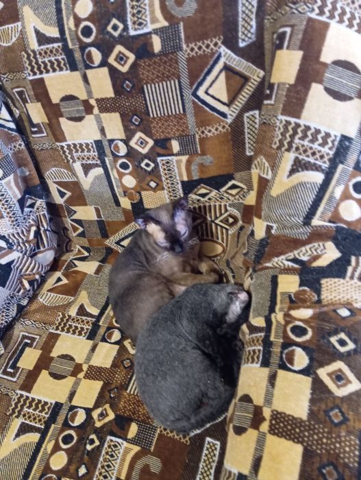 Отдам котиков в добрые и заботливые руки