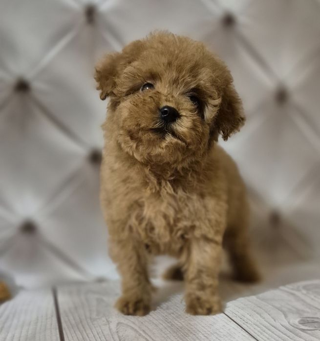 Сказочные той пуделя, ред мальчик и девочки