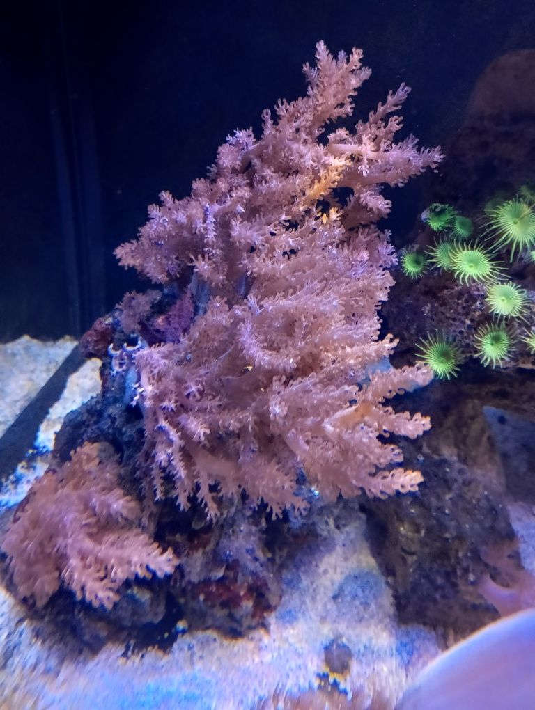 Sinuralia koralowiec morski
