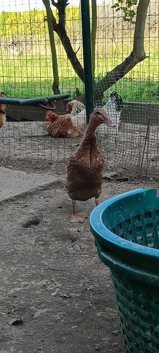 Kaczki bieguski 2 miesięczne