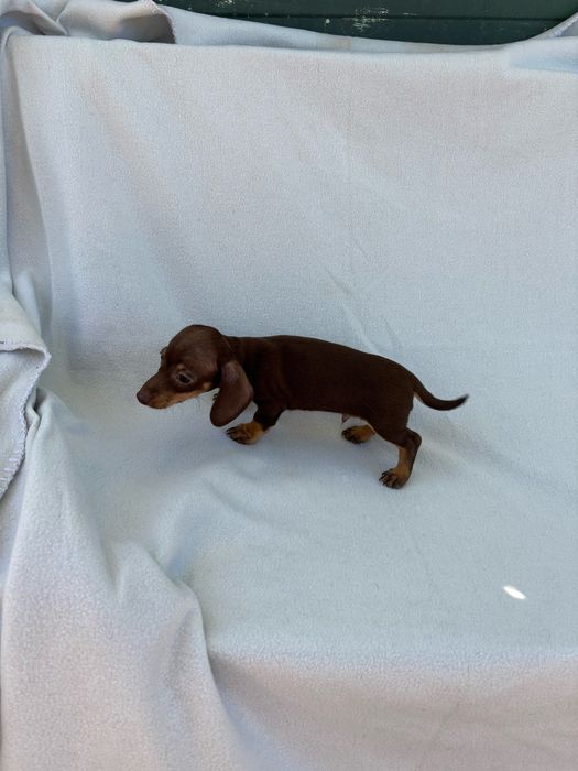 Teckel macho miniatura