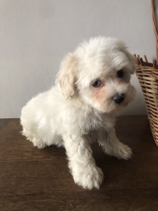 Maltipoo piesek