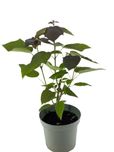 Surmia pośrednia PURPUREA 7,5L