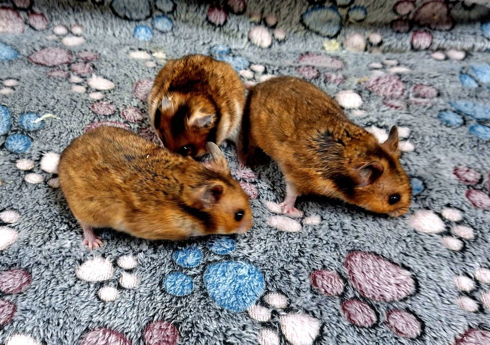 Chomiki syryjskie samce i samiczki.