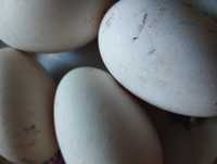 Звичайні гусячі яйця