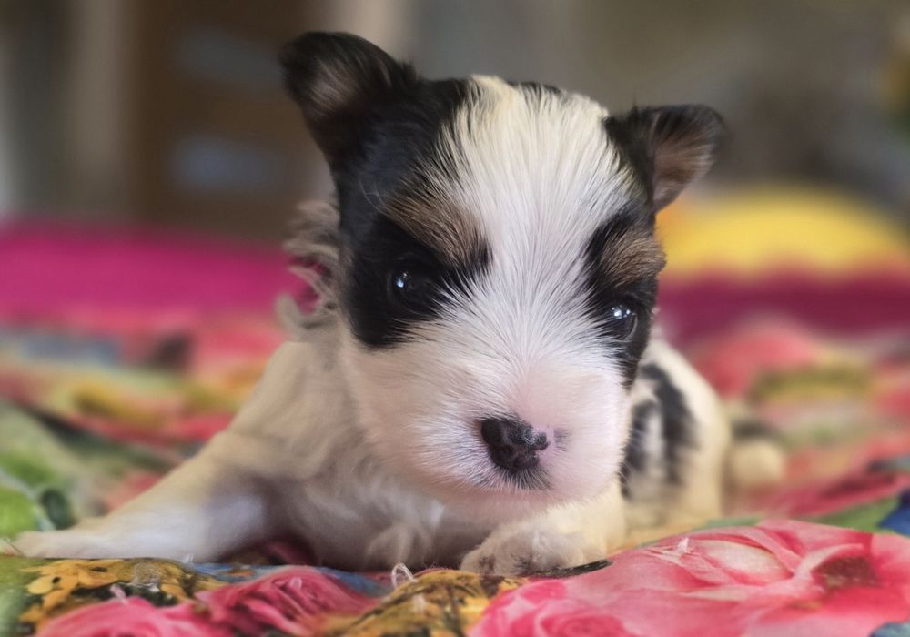 Yor biewer -wyjątkowej urody dziewczynka