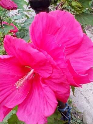 продаю травянистые  гибискусы