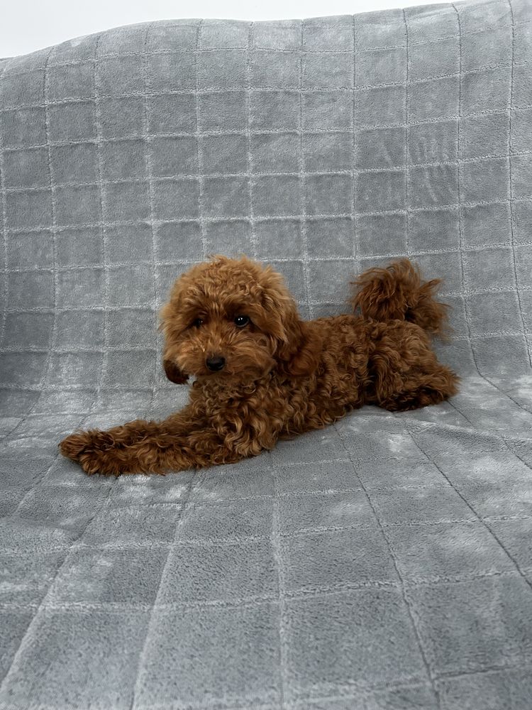 Toy poodle mini дівчинка