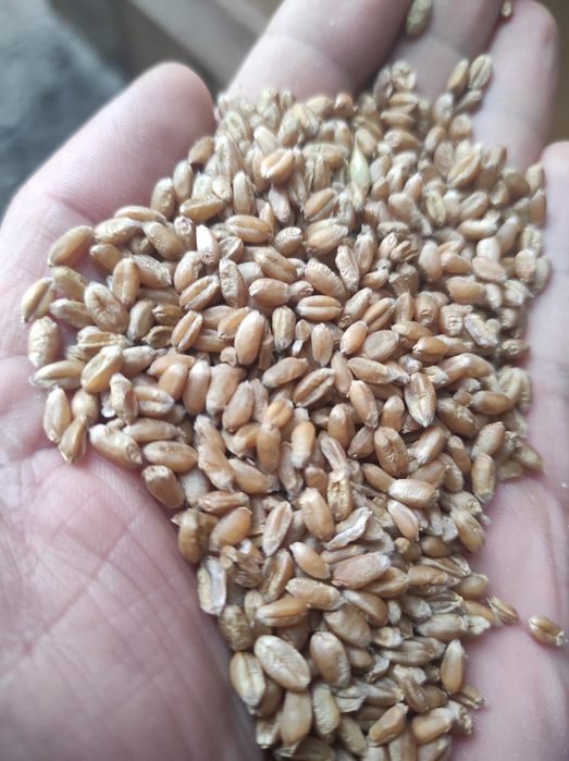 pszenica ozima Bilanz