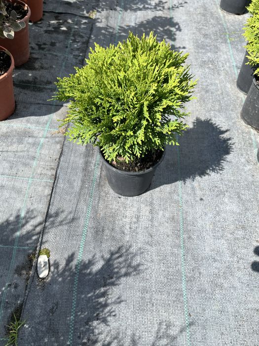 Туя Danica(Даніка). Вік 2.5 роки