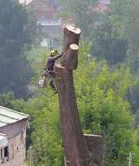 Спилюваня аварійних дерев