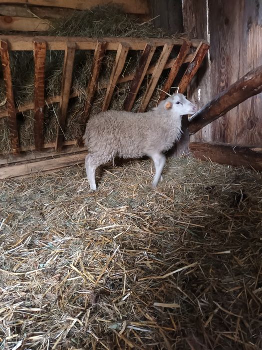 Baran  berrichon du cher