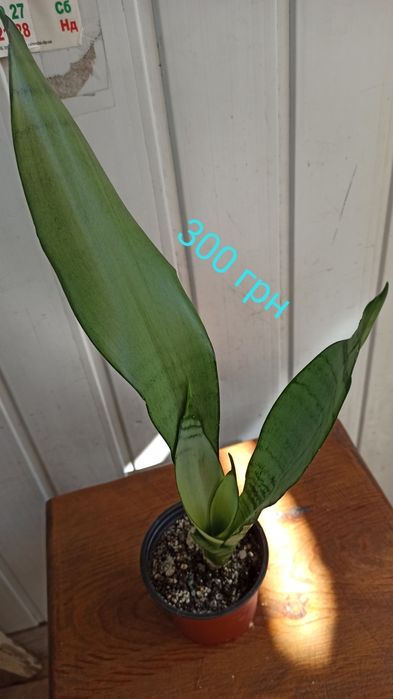 Продам гибискус,сансельверию,хою,сингониум