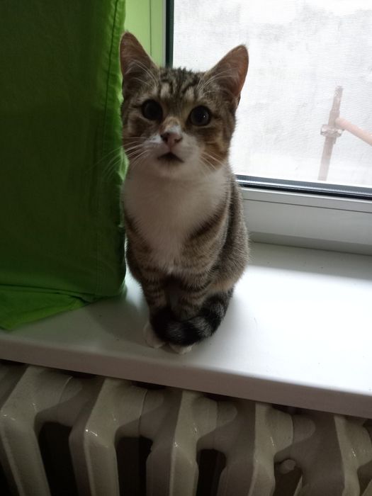 Котики в добрі руки