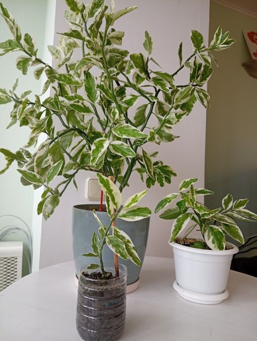 Педилантус титималоидный, фикус, фікус варієгатний, педілантус - туфел