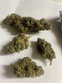 AK-47 szarastrefa.pl 10g Mocny CBD 0.3> THC Topy Marihuana