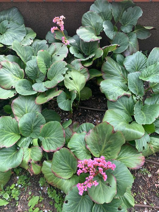 Różowa zimozielona wieloletnia cieniolubna bylina bergenia