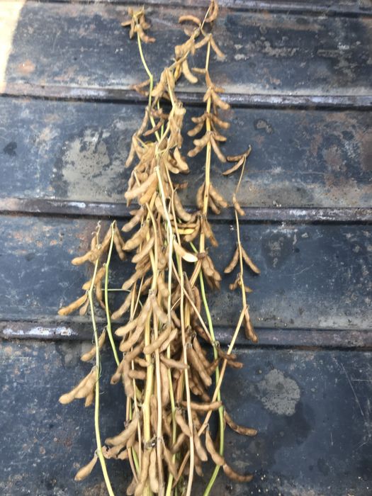 Соя Канзас (Kansas) (перша репродукція) рік врожаю 2023