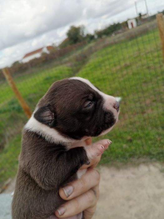 Lindos American Staffordshire Terrier