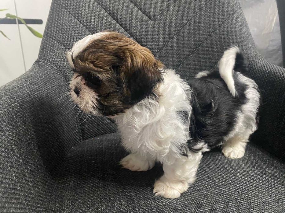 Szczeniak shih-tzu suczka Lisa