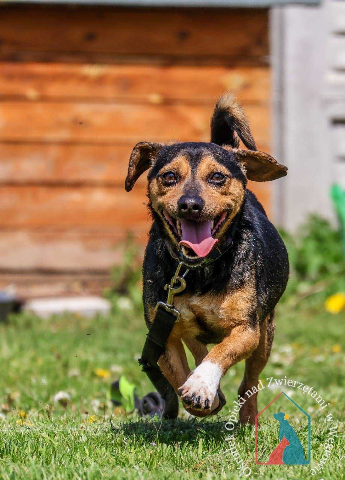 ŚLICZNY, uroczy piesek, 2 latka, 9 kg - pokochaj Chrupka!