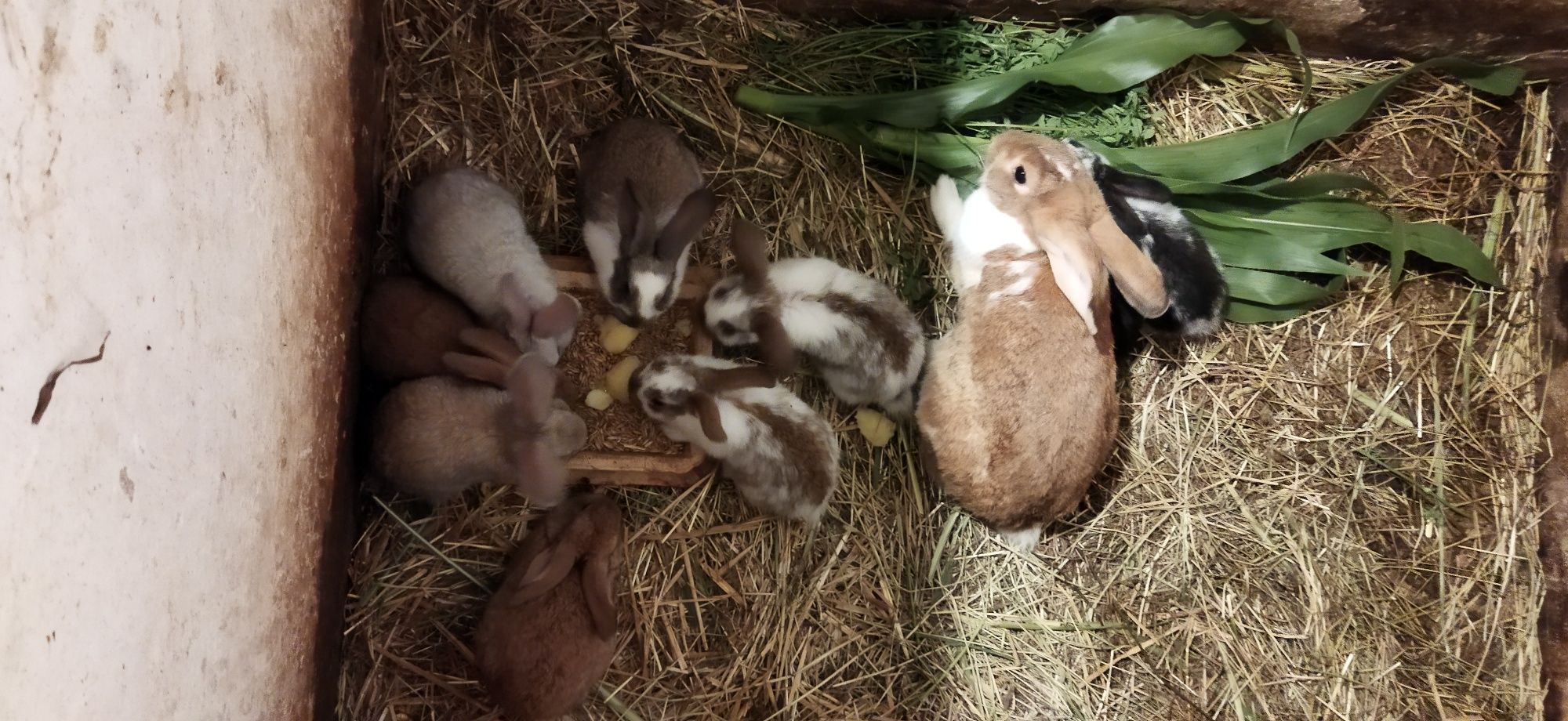 KRÓLIKI Piękne młode Kroliki