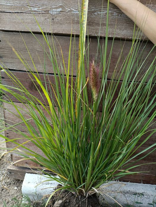 Пенісетум японікум. Саджанці. Декоративні злаки