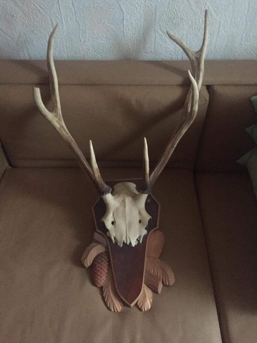 Роги оленя і косулі