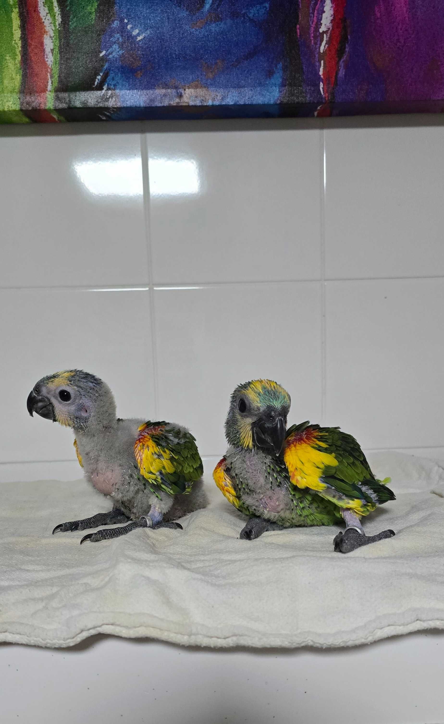 Papagaios Amazonas aestiva