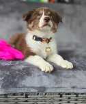 Border Collie FCI suczka czekoladowo-biała cudna