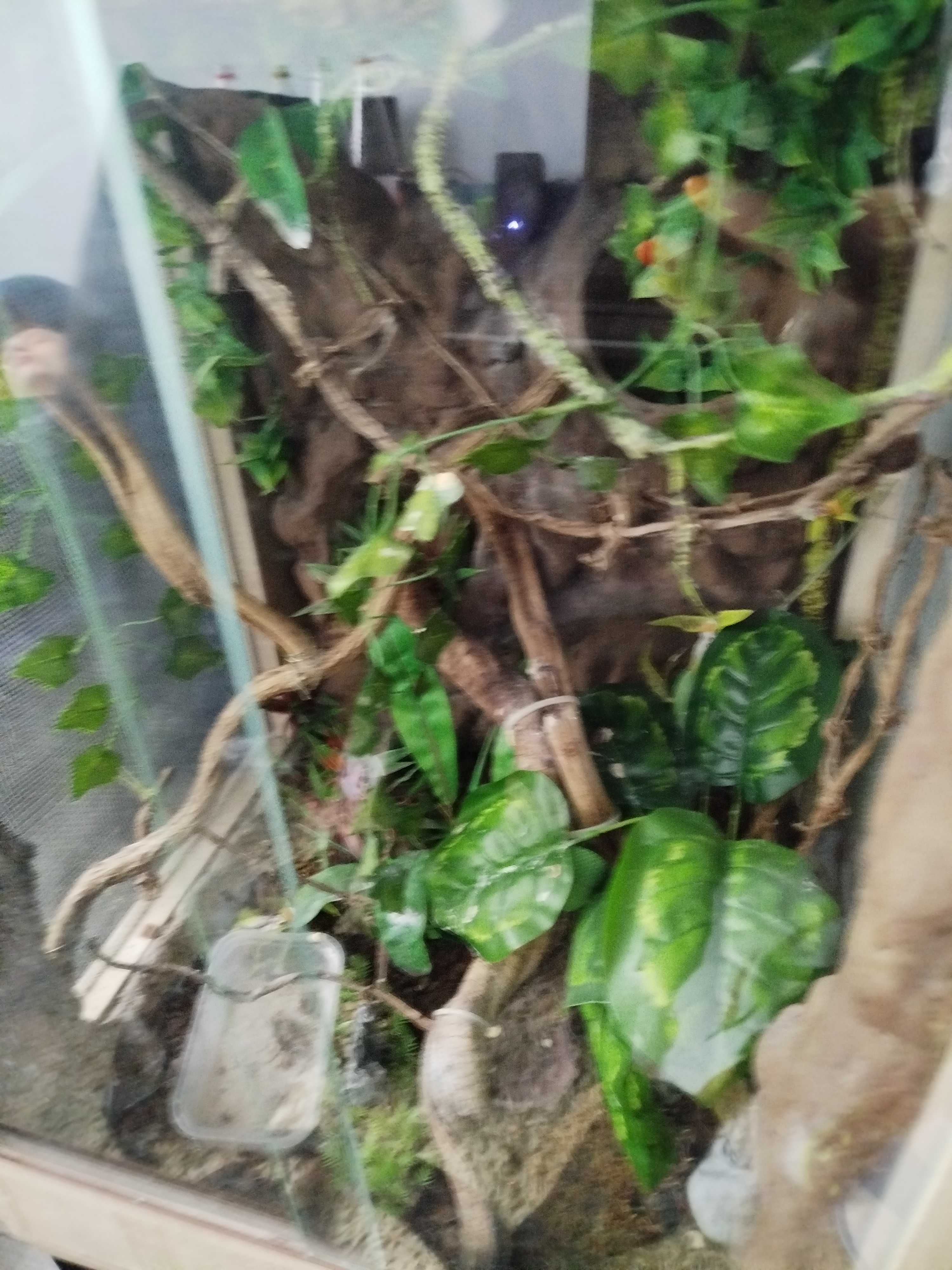 Terrarium  100x50 dla kameleona wyposażenie
