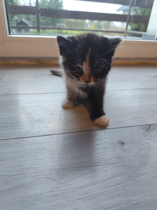 Do oddania dwie kociczki