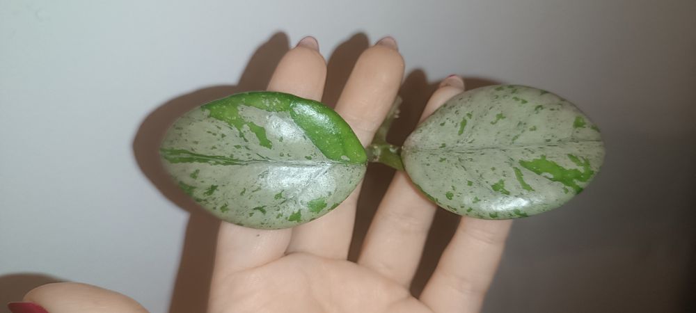 Hoya hoja Wilbur Graves