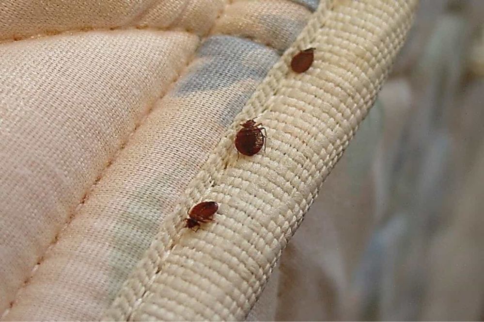 DESINFESTAÇÃO CONTROLO DE PRAGAS PERCEVEJOS BARATAS PULGAS TÉRMITAS