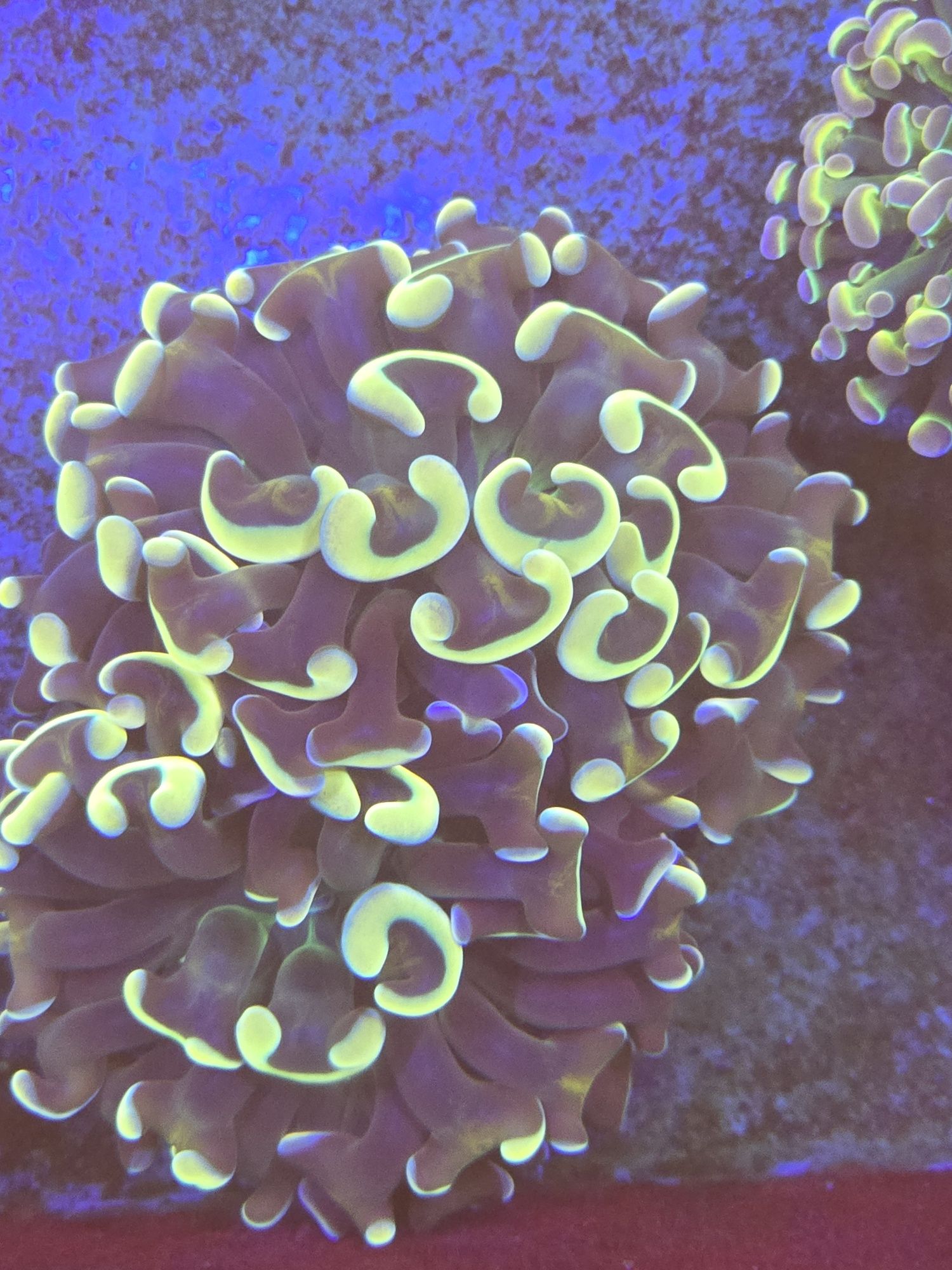 4 Euphylia Ancora