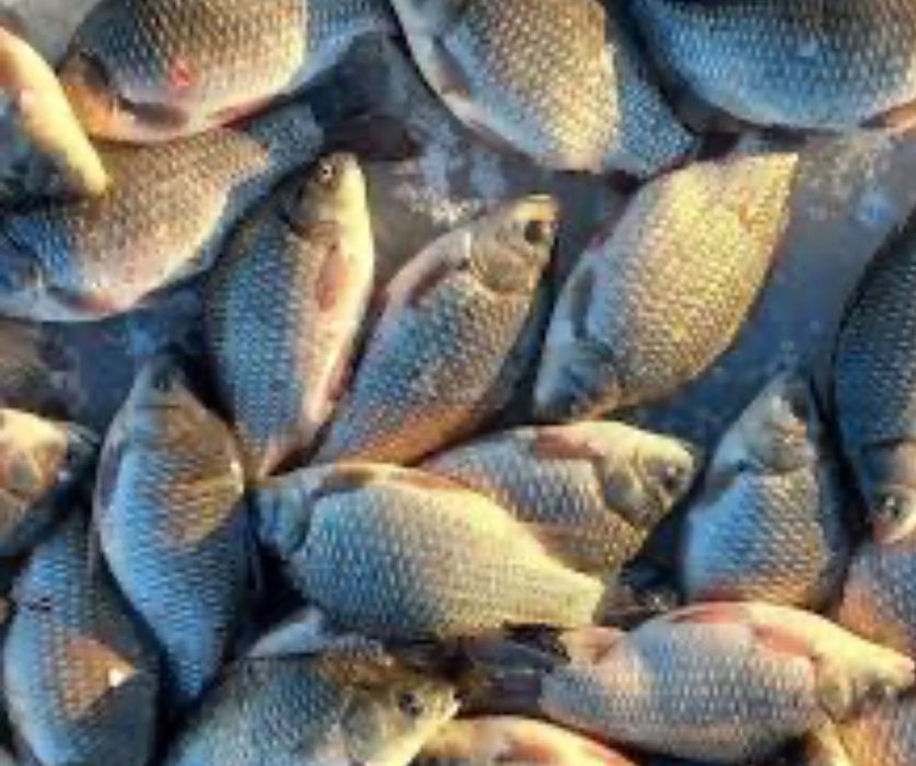 Продам живу рибу короп Товстолоб