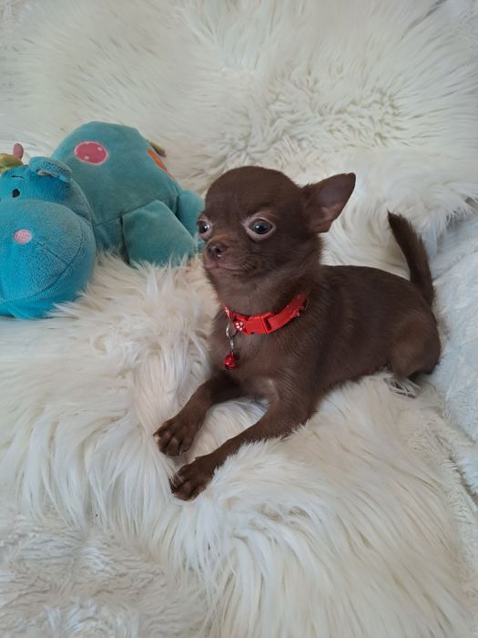 **X-MAN**chihuahua piesek xxs-1.40 choco gotowy do zmiany opiekuna