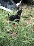 Pinscher macho miniatura