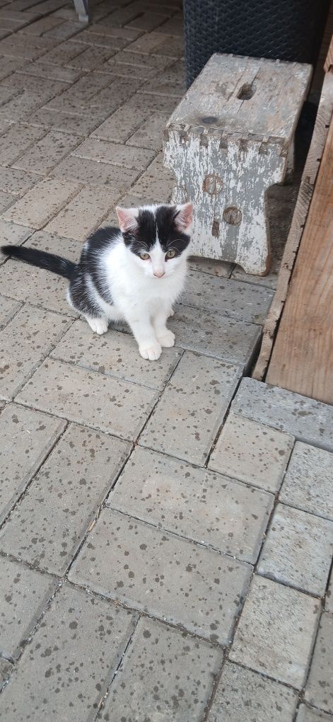 Oddam za darmo dwa kociaki