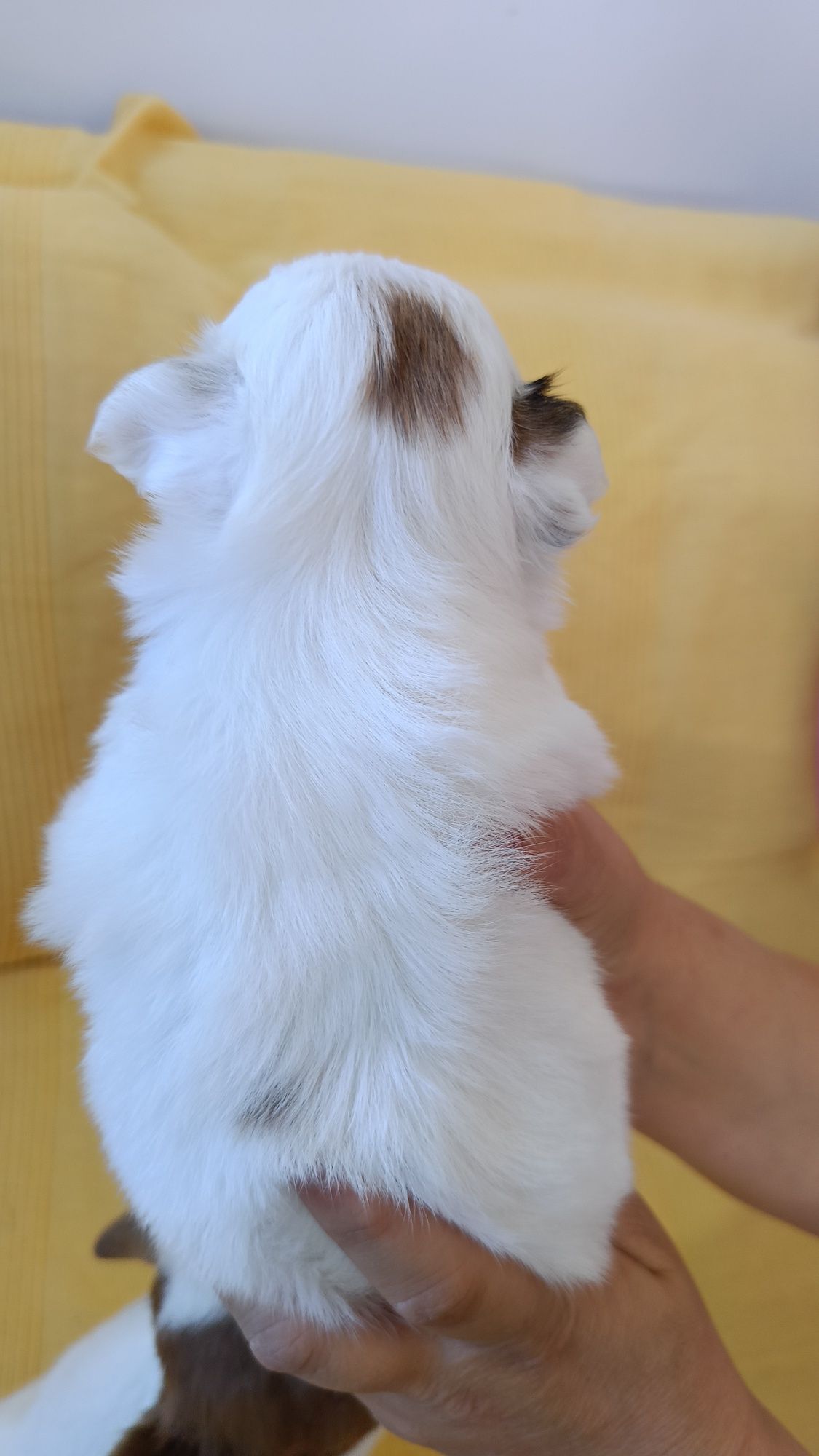 Długowłosy chihuahua