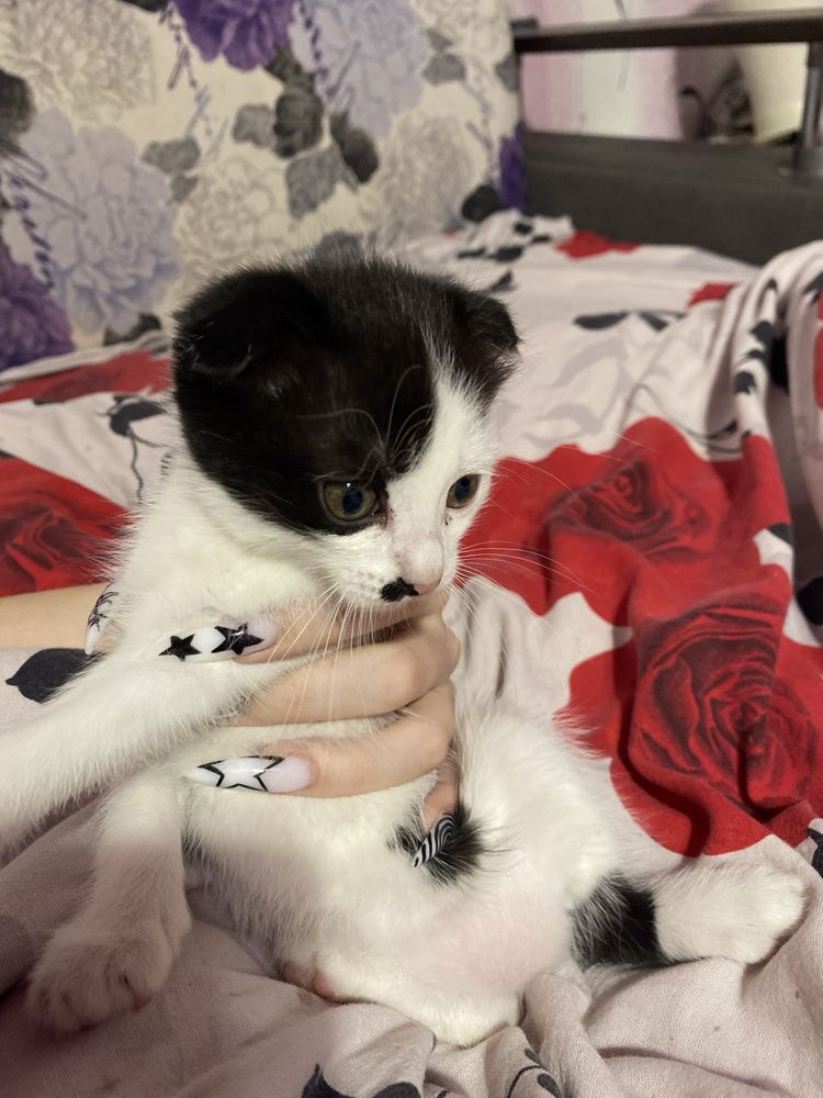 котята бесплатно срочно