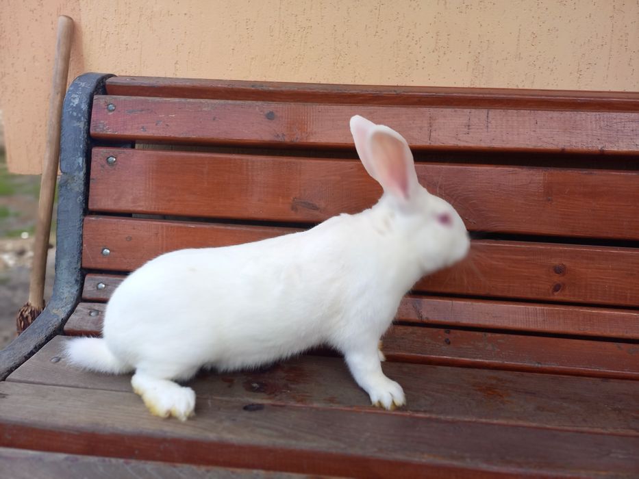 Продам кролі породи термонська біла. Також мясо