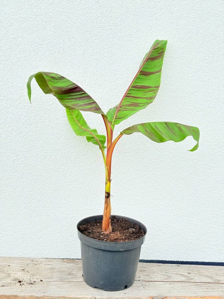 Bananowiec Banan Musa Sikkimensis "Ever Red" sadzonki