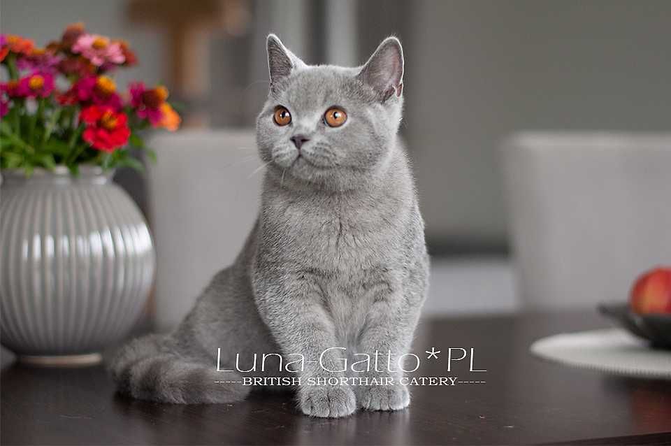 Kocur brytyjski, kot brytyjski niebieski - Rodowód FIFe