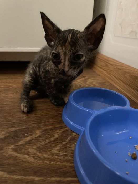 Сфінкс канадський браш дівчинка терміново