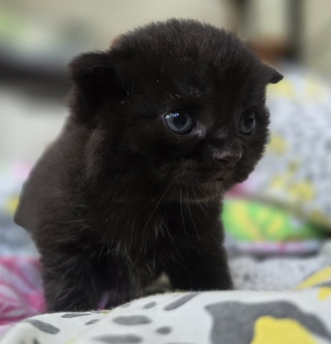 Кошеня шотландець висловушка короткошерстий хлопчик скотіш фолд
