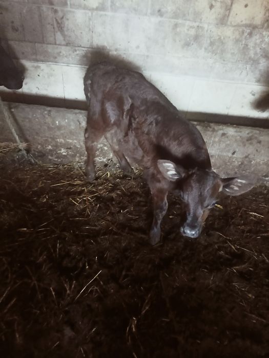 Jałóweczke limuze.ciele miesna